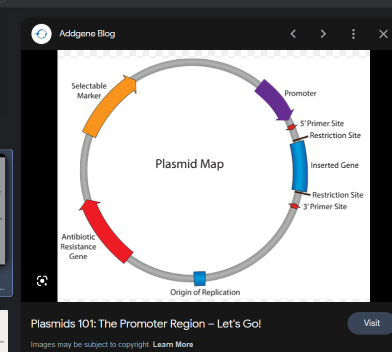 Plasmid