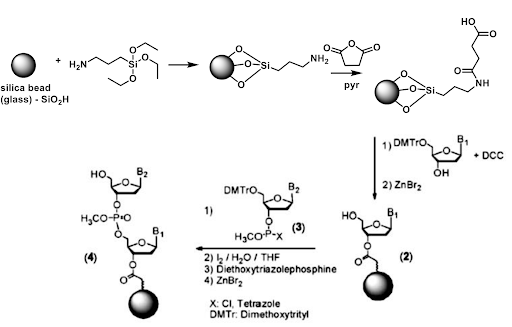 chemical solid phase DNA synthesis