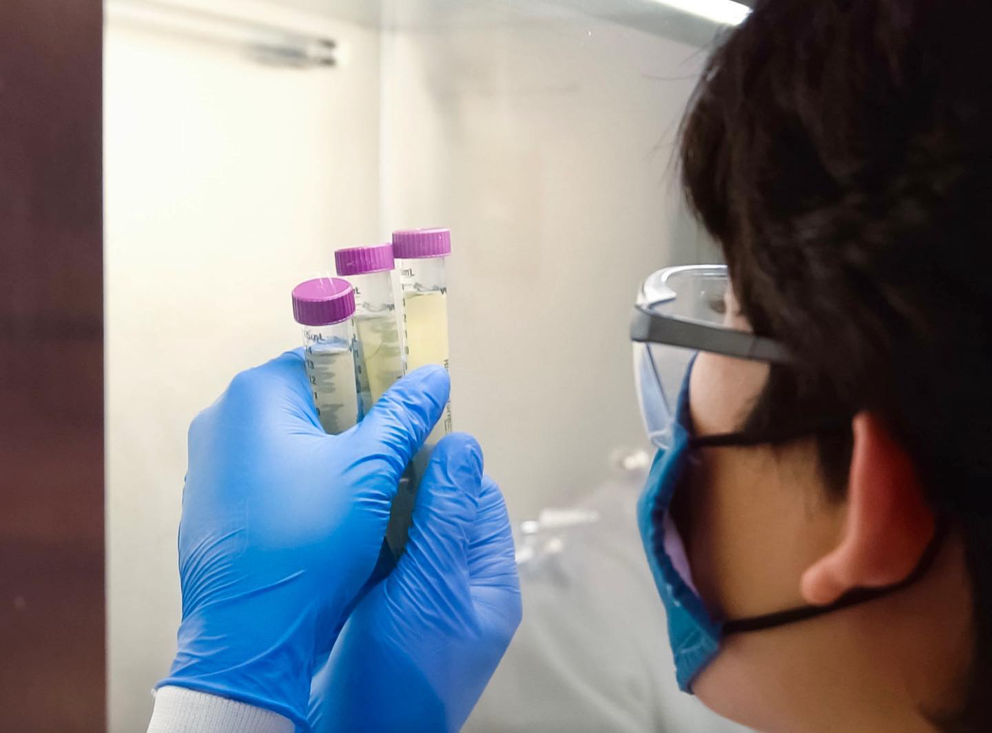 Examining liquid cultures to assess bacterial growth for downstream experiments.