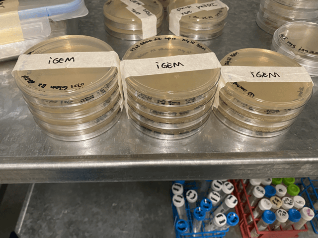 Freshly poured agar plates labeled and ready for cell plating and colony selection.